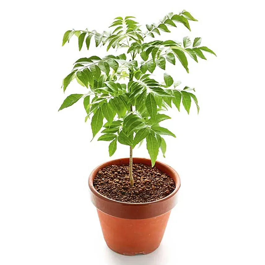 نبتة شجرة الكاري في أصيص يصل ارتفاع النبتة حتى 40 سم: توصيل نباتات خارجية في أبوظبي