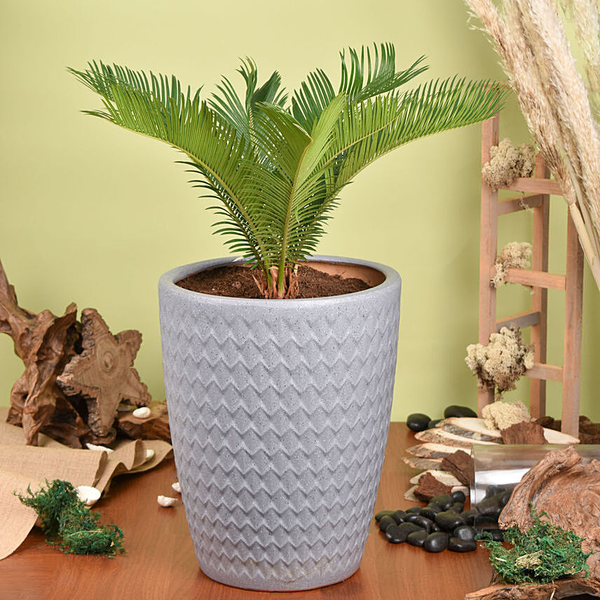 Cycas Palm Plant Medium in Ceramic Plant: Outdoor Plants in Dubai