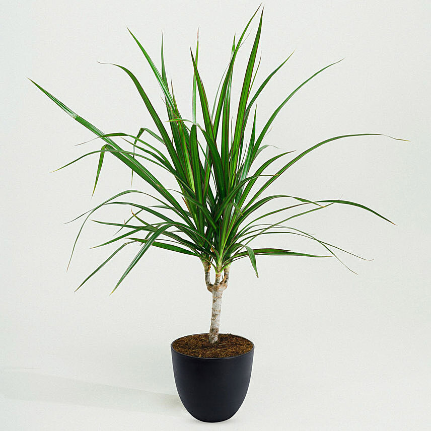 Dracaena Plant In Black Pot: 