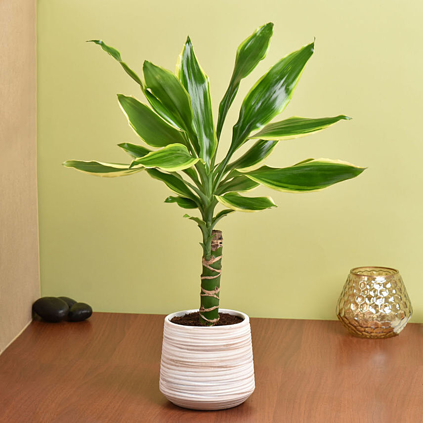 Dracaena Plant Small: Gift Delivery Abu Dhabi