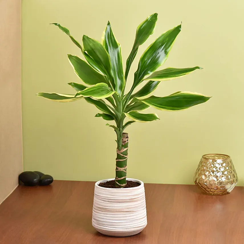 Dracaena Plant Small: New Arrival Plants