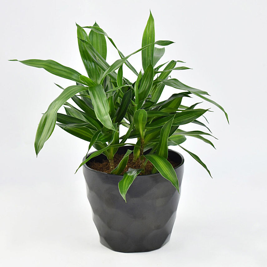 نبتة جمايكا خضراء في أصيص لون أسود: نباتات لتنقية الهواء