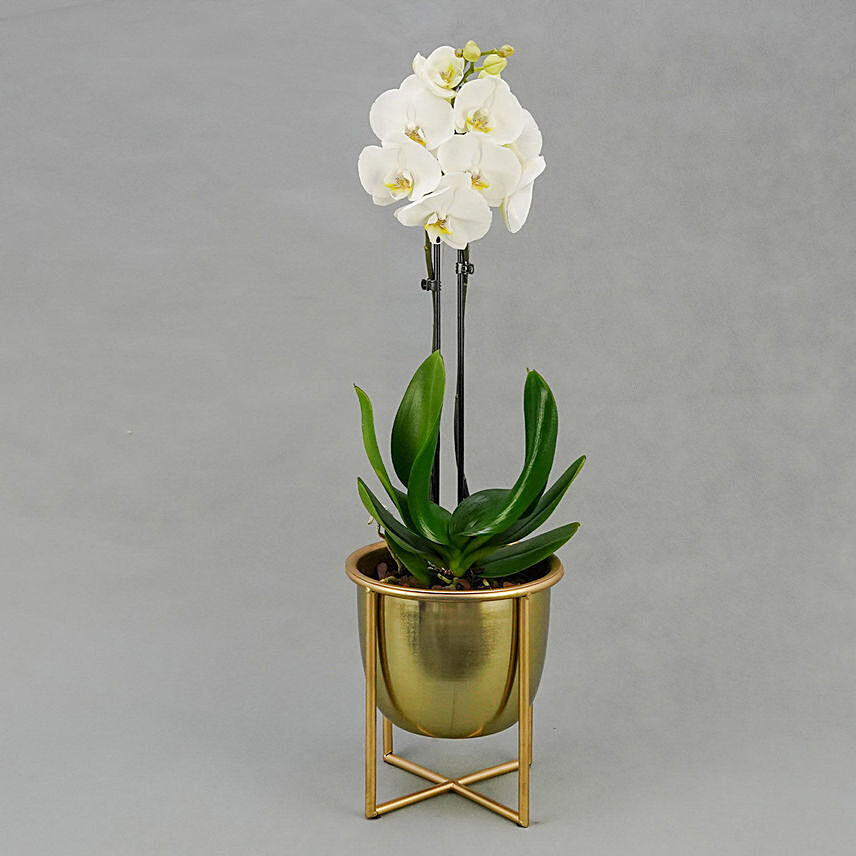 Dual Stem White Orchid in Gold Planter: Anniversary Flowers & Cakes