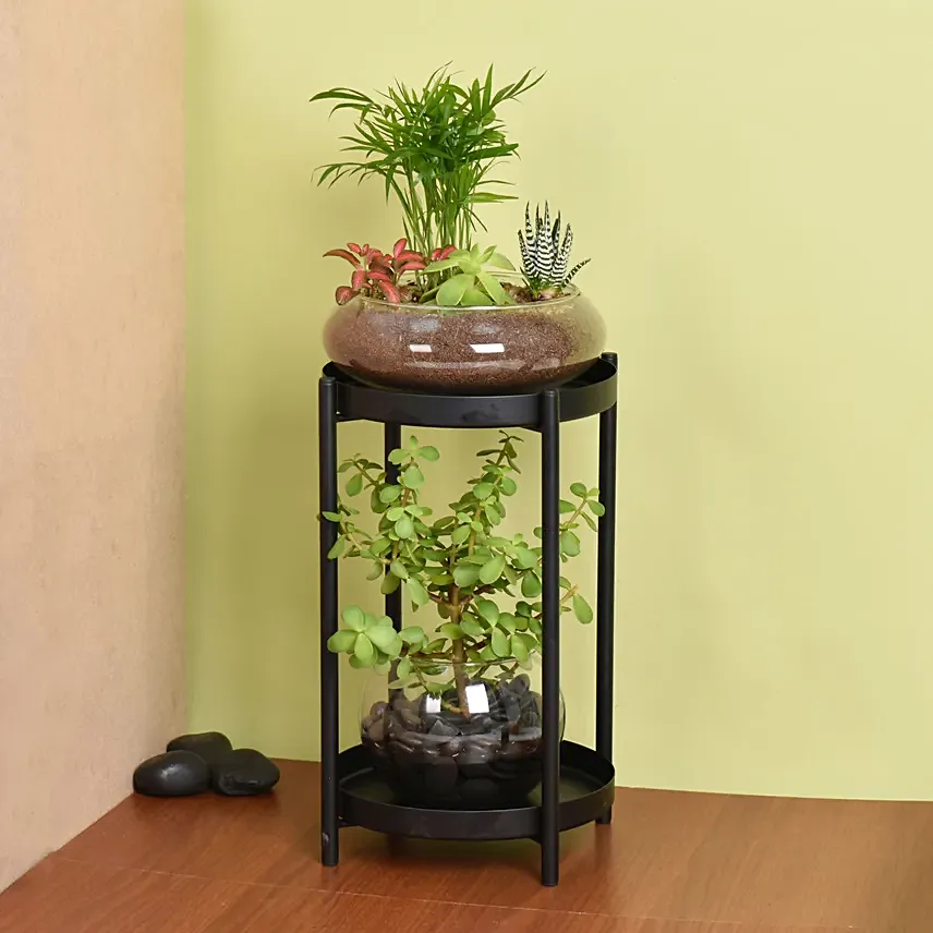 Elegant Dish Garden and  Lucky Jade Plant Stand: Plants Combo 