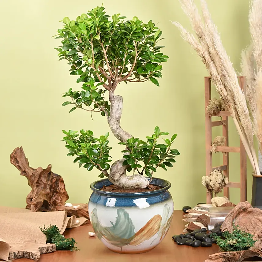 S Shape Ficus Bonsai in Premium Planter: Gift Delivery Abu Dhabi