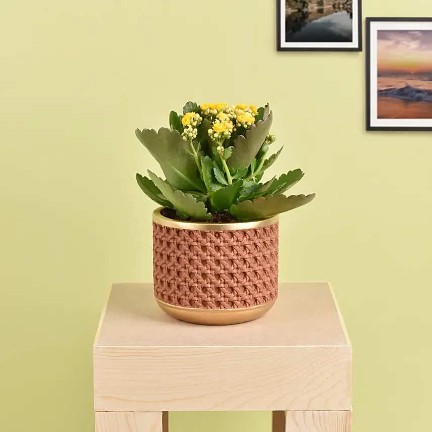 Yellow Kalanchoe In Ceramic Pot: Plants  in UAE from Fnp.ae