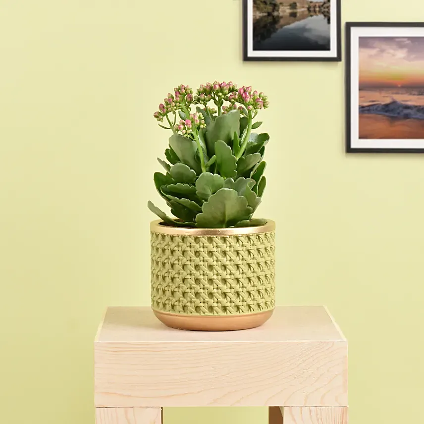 Pink Kalanchoe In Ceramic Pot: Gifts for Daughter