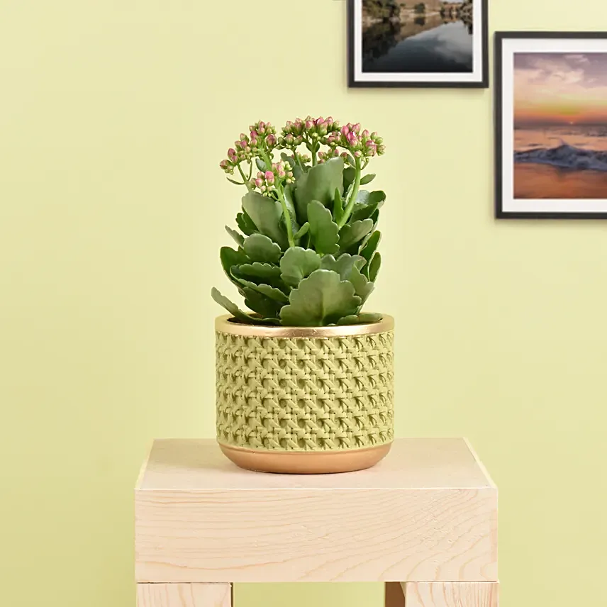 Pink Kalanchoe In Ceramic Pot: Flowering Plants