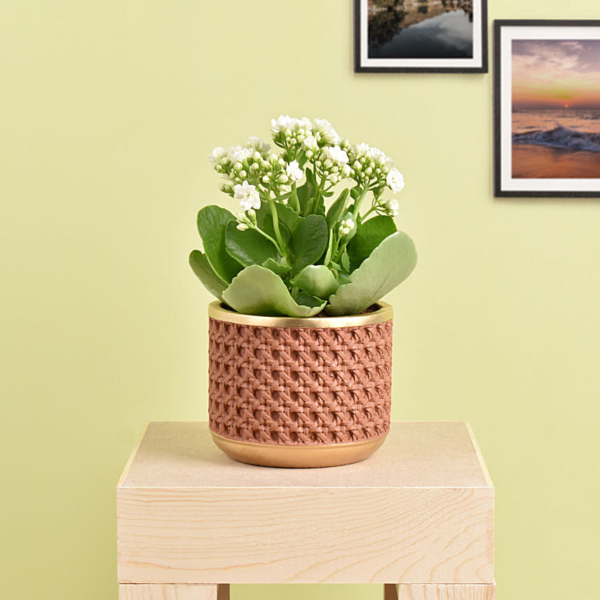 White Kalanchoe In Ceramic Pot: 