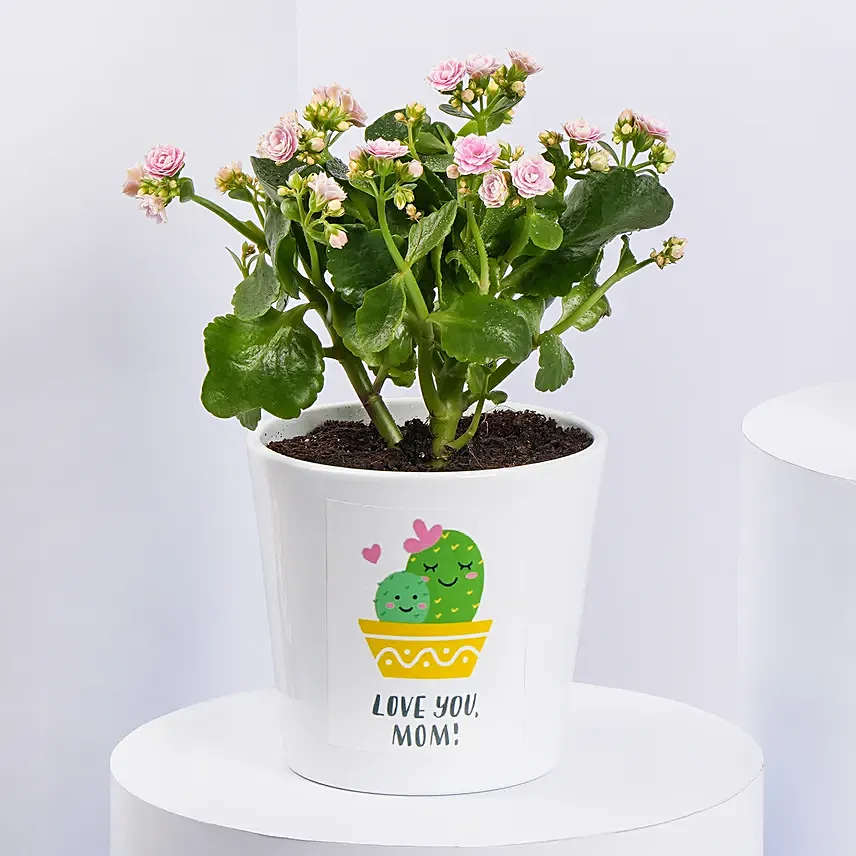 هدية عيد الأم - نبتة كلانشوا وردية في فازة مخصصة بيضاء: نباتات منزلية