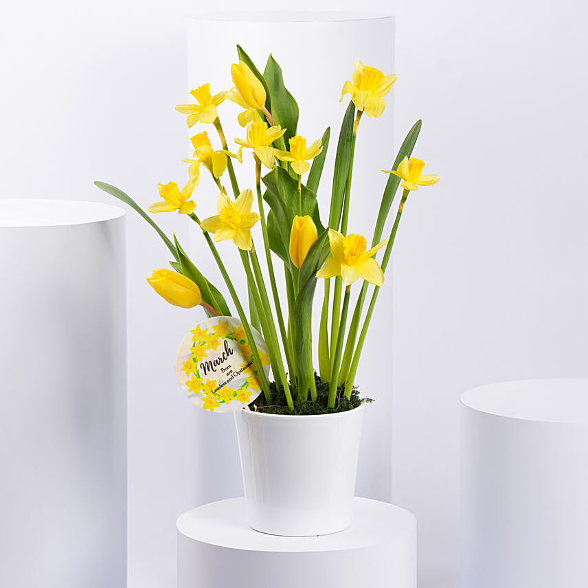 Daffodils and Tulips Pot: Birthday Gifts