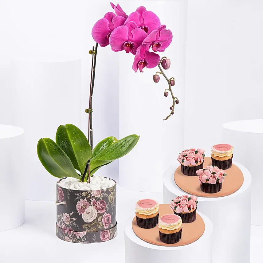Orchid Plant And Cup Cakes: Mothers Day Cupcakes