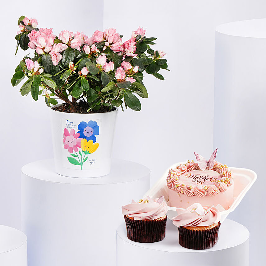 Azalea Plant With Bento Cake And Cupcakes: Mothers Day Combos