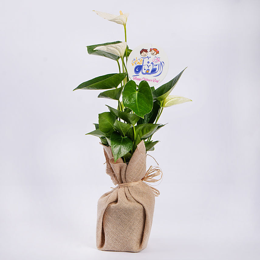White Anthurium Plant for Childrens Day: Anthuriums 