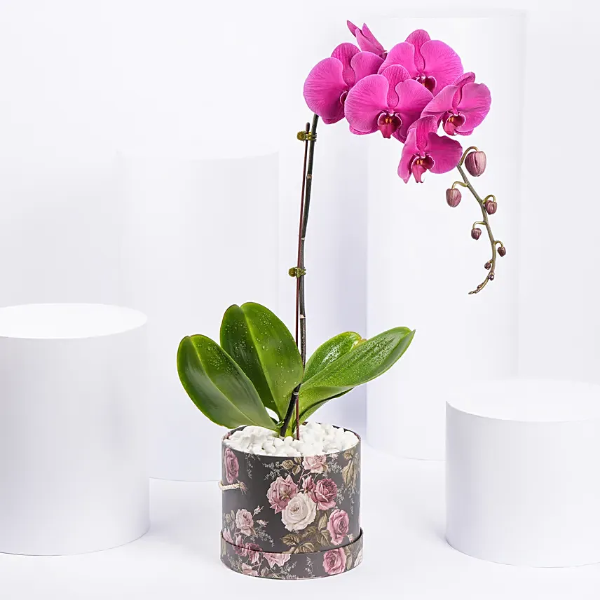 Orchid Plant In Floral Vase: Mothers Day Plants Delivery