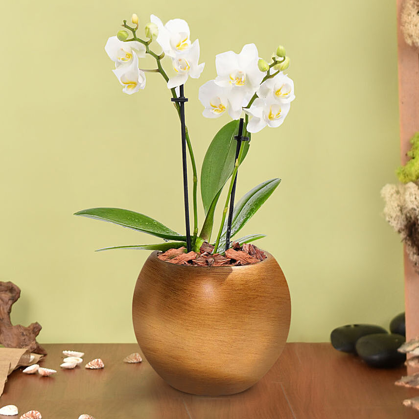 Dual Stem White Mini Orchid in Premium Pot: Plants  in UAE from Fnp.ae