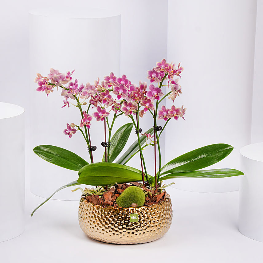 4 Stems Small Purple Orchid Plant In Premium Gold Pot: Good Luck Gifts