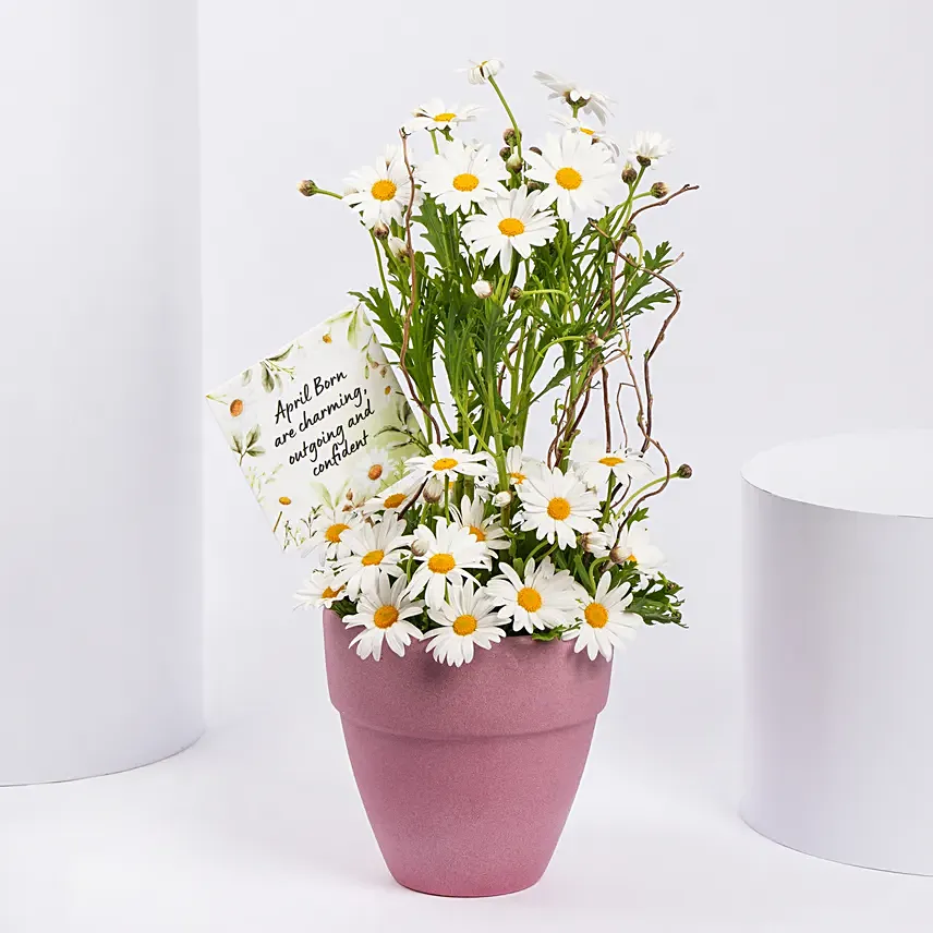 White Daisy Birthday Arrangement: Daisy Flowers