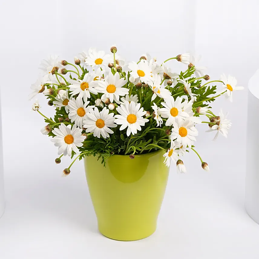 Daisy Garden: Birthday Flowers
