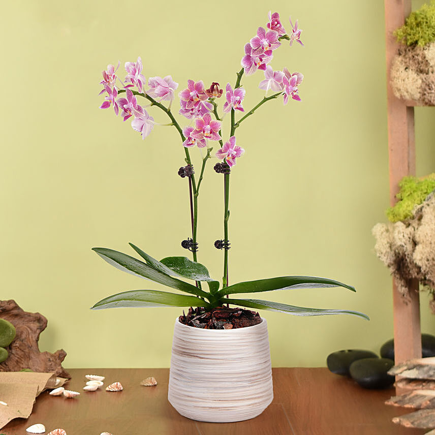 Dual Stem Small Orchid Plant in a Premium Pot: Plants In Dubai