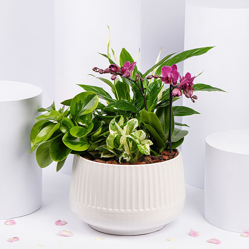 Plants Garden with Mini Orchid Plant: Plants Offers 