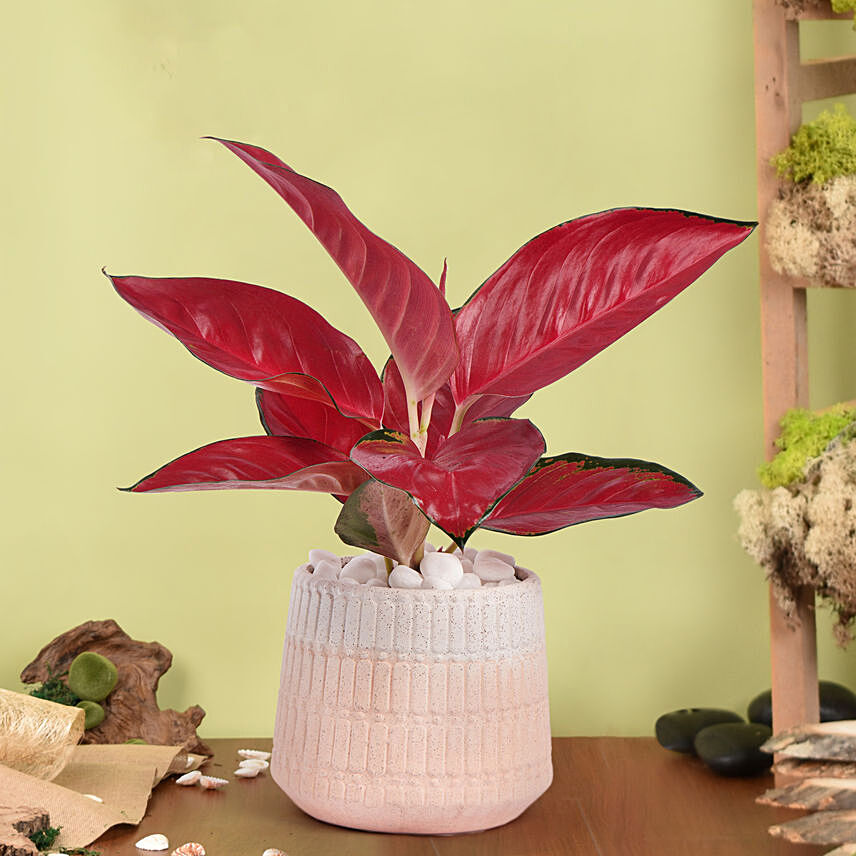 Aglonema Maria in Pink Planter: Plants  in UAE from Fnp.ae