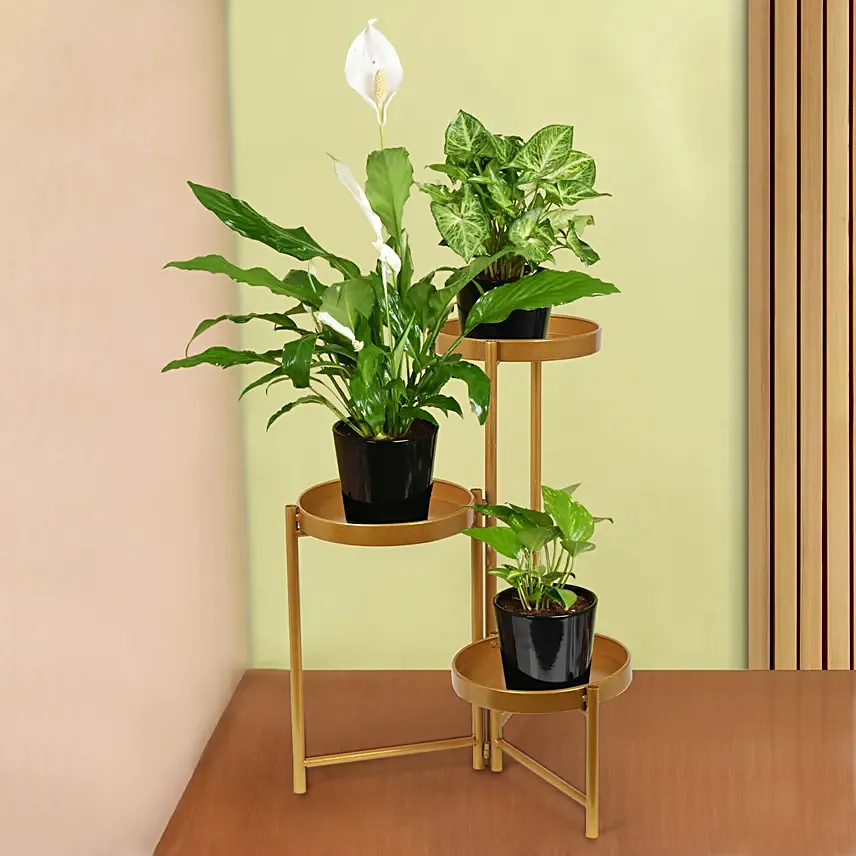 Plant Stand of Air Purifying Plants: Syngonium Arrowhead Plants