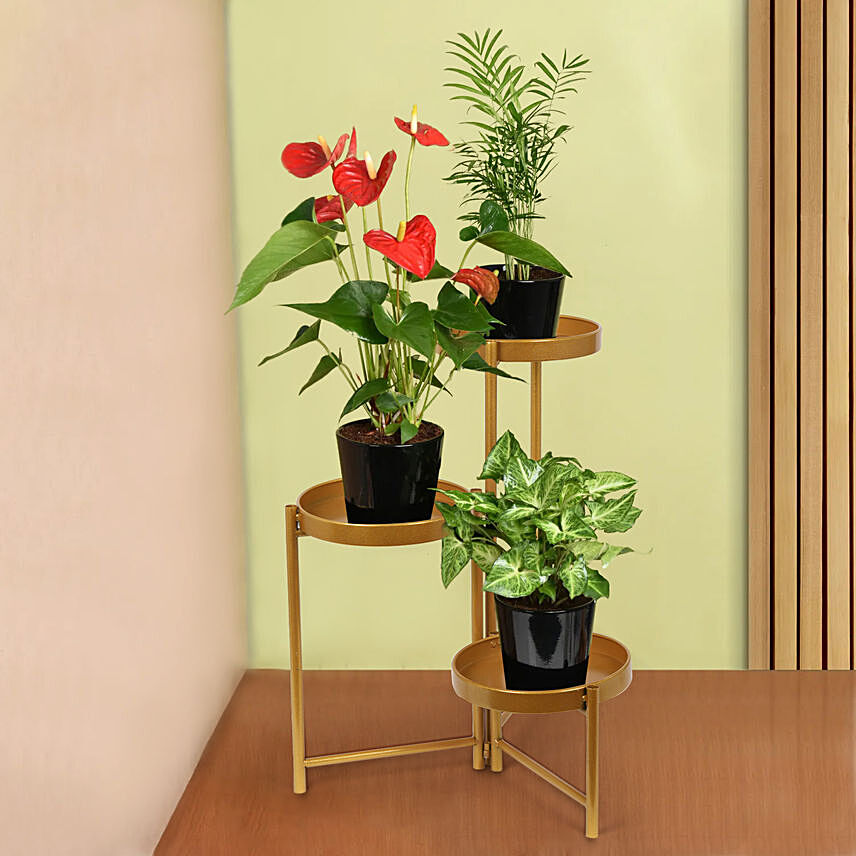 Natures Elegance Plant Stand: Anthuriums Flower Dubai