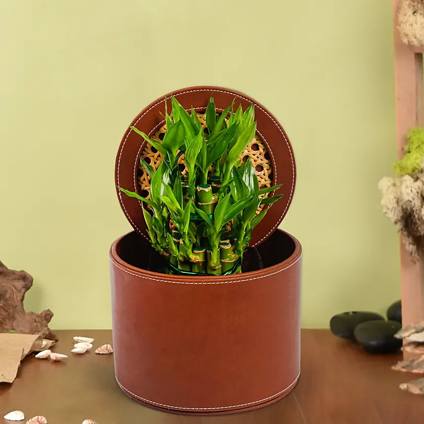 Two Layer Lucky Bamboo in Premium Pot: Anniversary Plants
