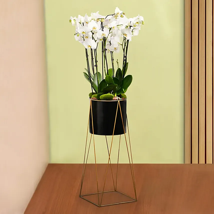 8 Stem White Orchid Plant in Tall Premium Planter: Orchid Plants