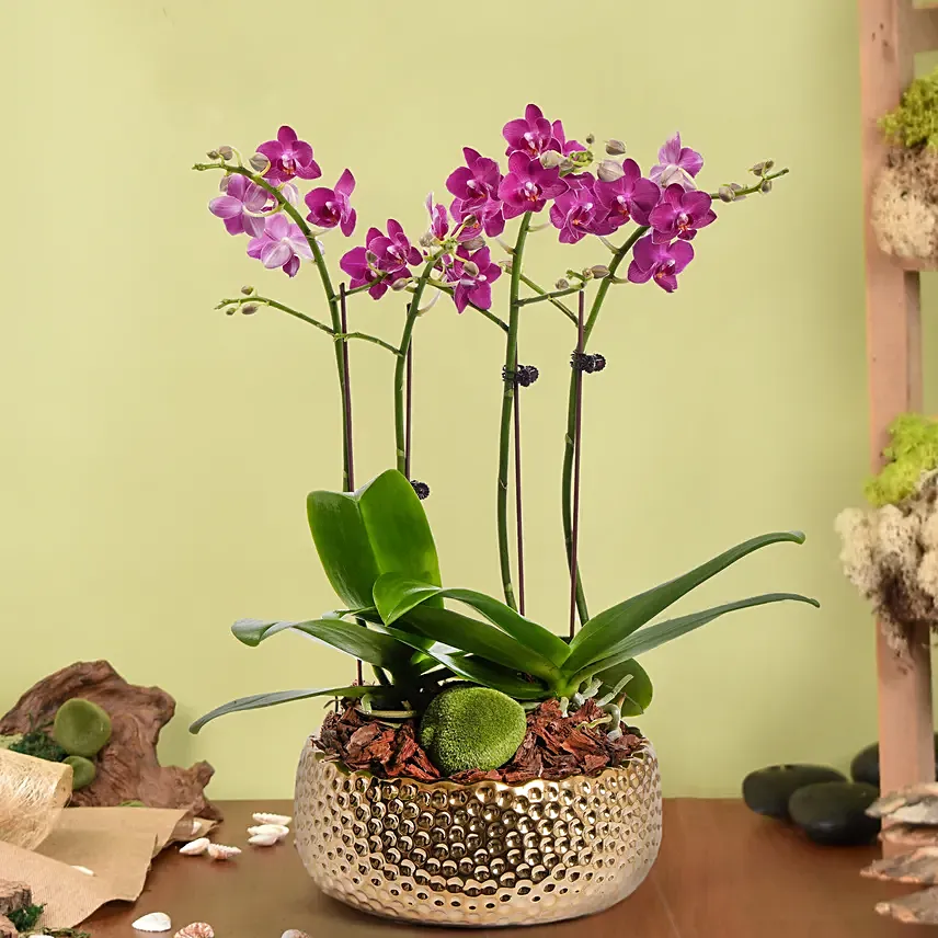 Dual Stem Small Orchid Plant in a Premium Pot: Eid Flowers 