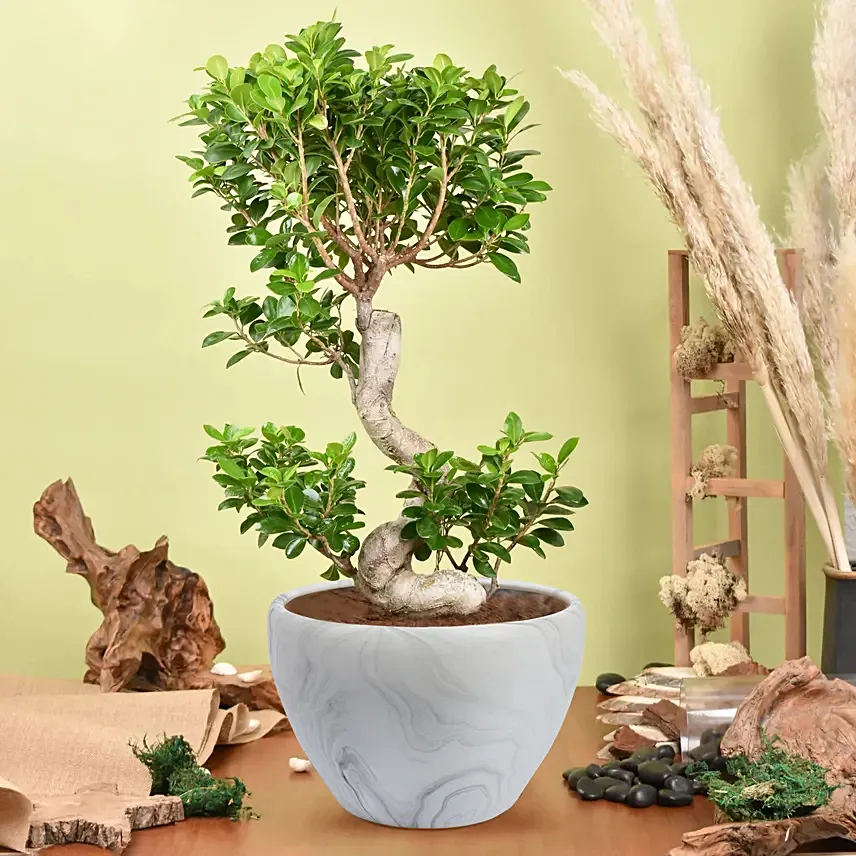 S Shape Ficus Bonsai in Premium Planter: 