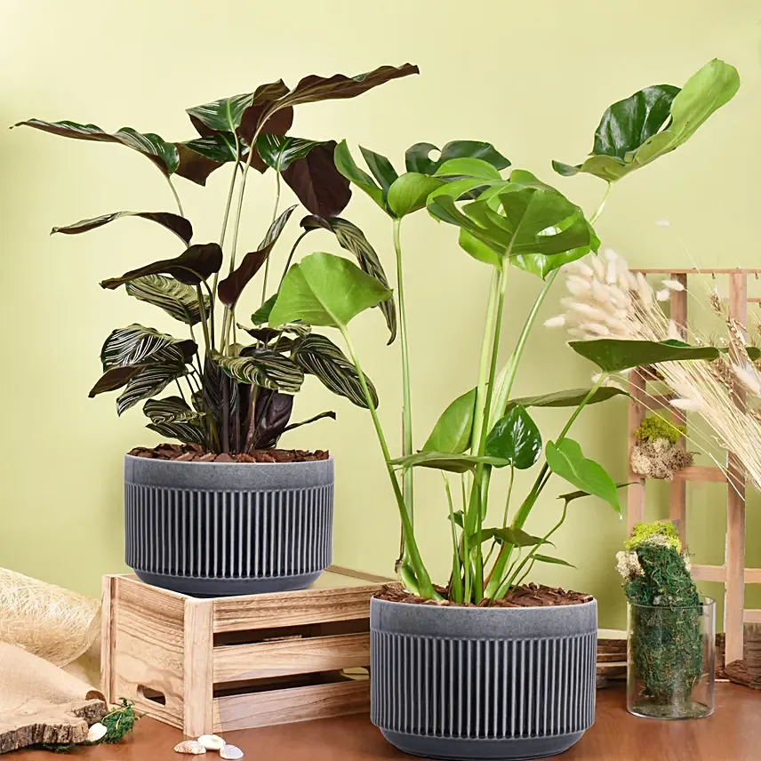 Air Purifying Duo of Calathea and Monstera Plant: Air Purifying Plants