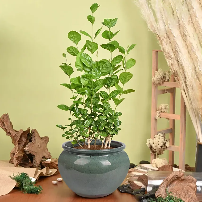 Jasmine Flowering Plant: Flowering Plants