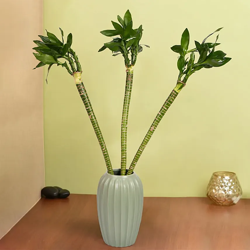 Tiger Lucky Bamboo in Premium Vase: Lucky Bamboo 