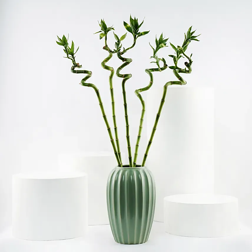 Sprial Lucky Bamboo in Premium Ceramic Vase: Plants 