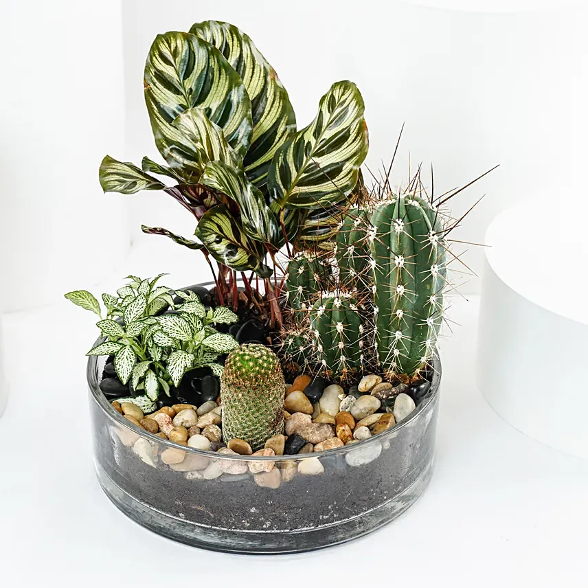 Evergreen Plants Dish Garden: Gifts For Doctor's Day
