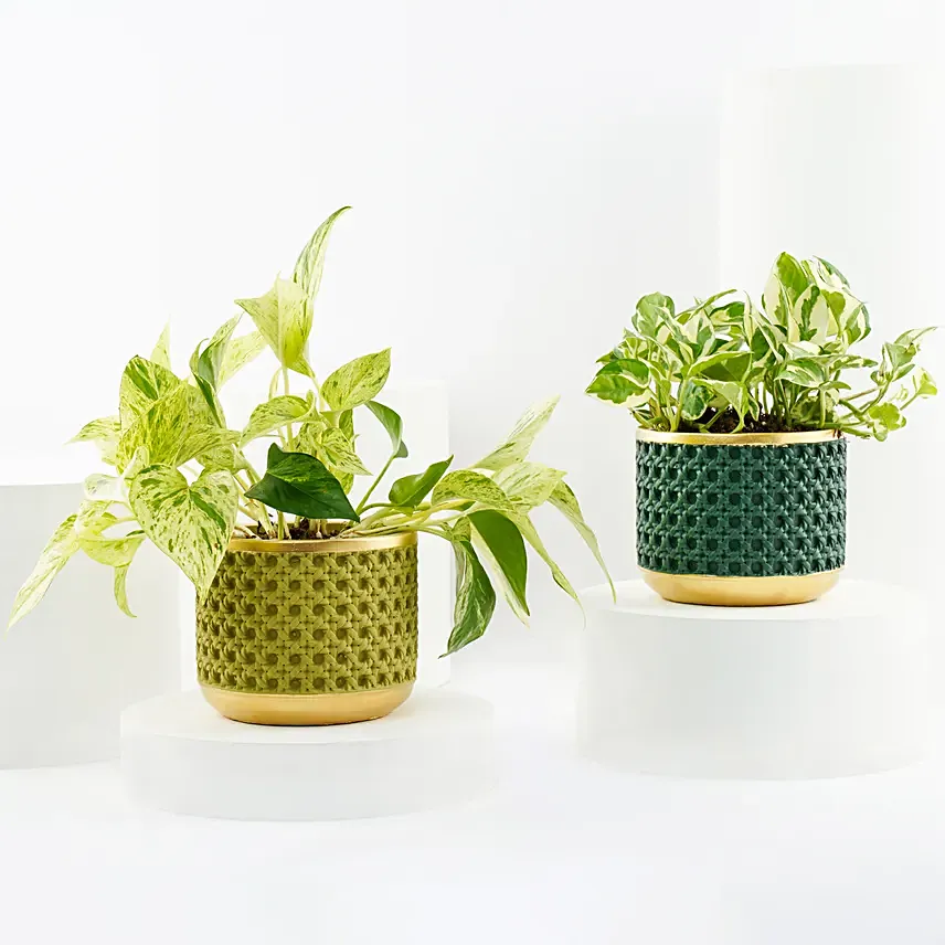Golden and Joy Money Plant Plant Set: Flowering Plants