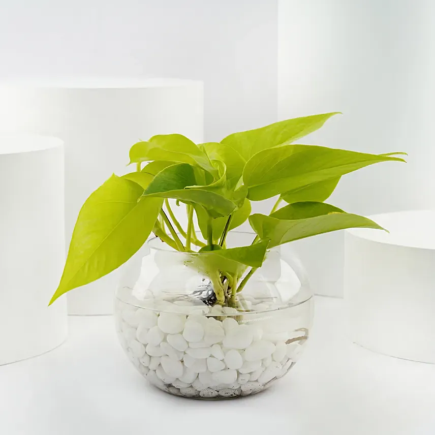 Golden Scindapsus or Money Plant in Glass Bowl: Plants