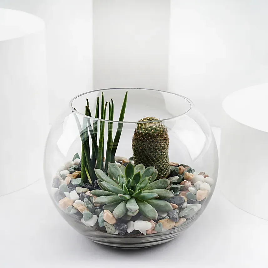 Mini Forest in Glass Bowl: Doctors Day Gifts