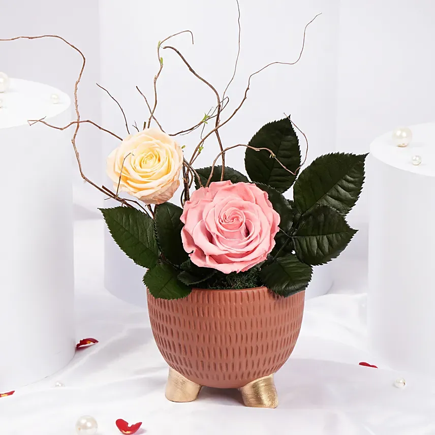 Preserved Rose Garden: Forever Roses