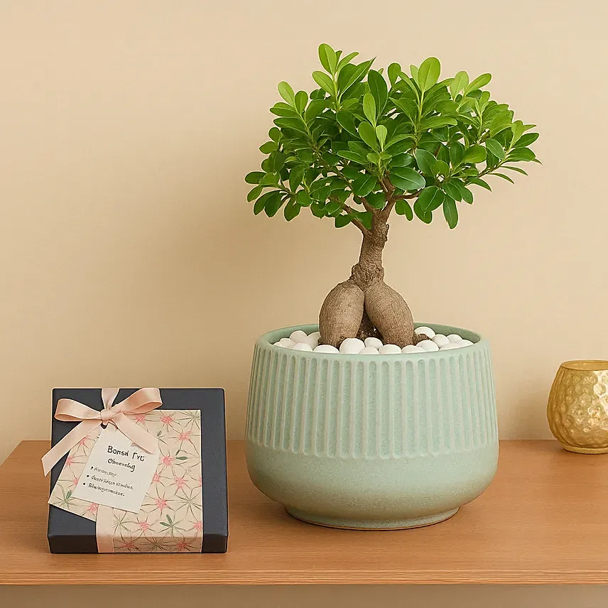 Chocolates & Bonsai Delight Set: Plants Combo