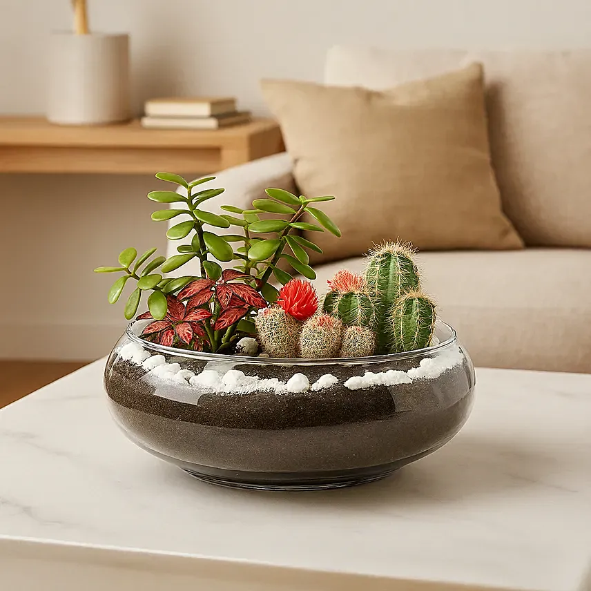 Jade With Fittonia & Cactus Plant In Small Fish Bowl: Plants 