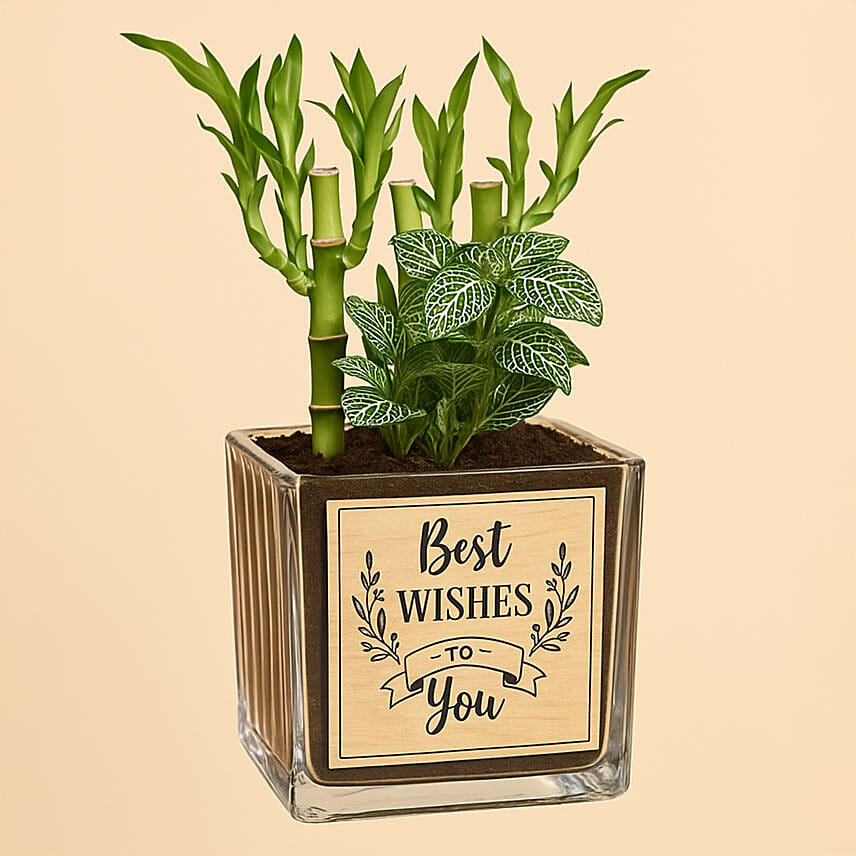 Best Wishes Lucky Bamboo n Fittonia: Lucky Bamboo 