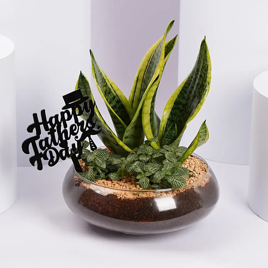 Green Harmony Glass Garden Father Day Edition: Father's Day Gifts 