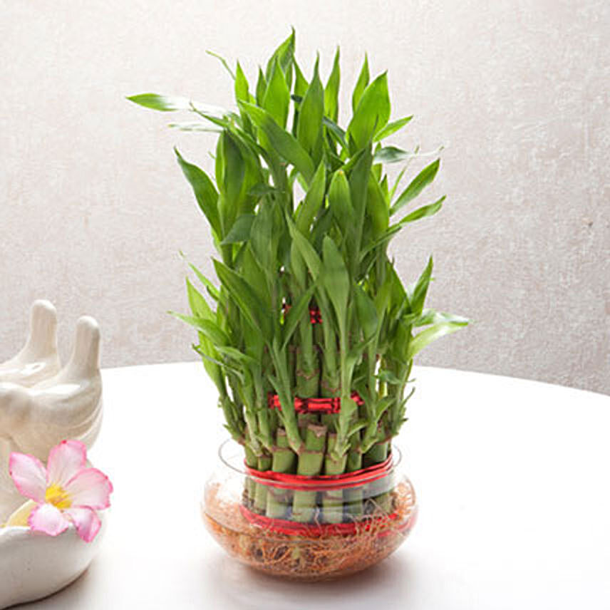 Lucky Bamboo Plant PH: 