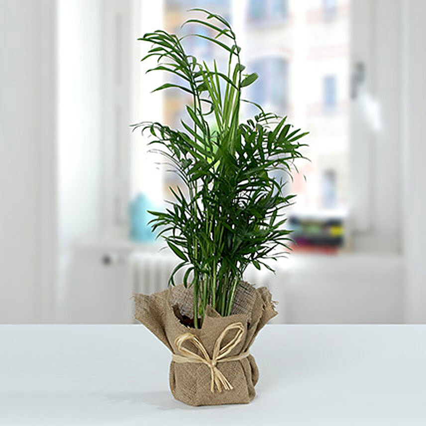 Chamaedorea In Jute Wrapped Plant: 