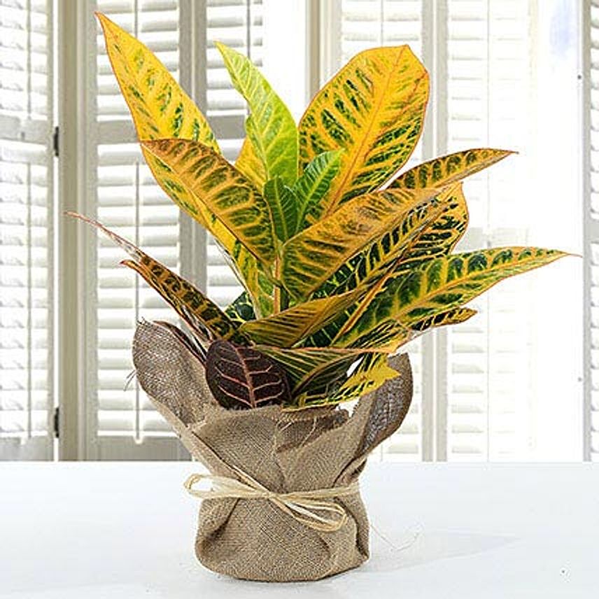Codiaeum Petra Plant With Jute Wrapped Pot: Plants Delivery in Qatar