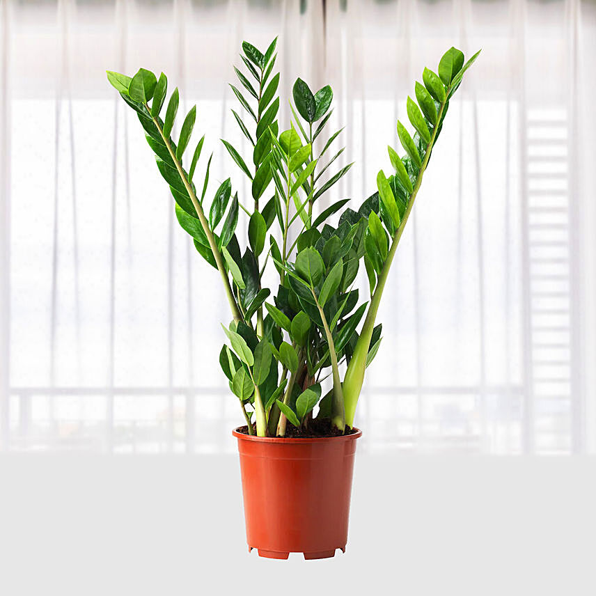 Zamioculcas Lucky Classic: Plants Delivery in Qatar