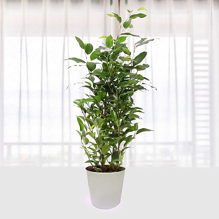 Ficus Plant In Pineapple Design Pot: Plants Delivery in Qatar